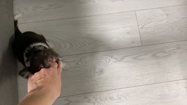 ПОКУПКА МЕБЕЛИ ДЛЯ ДОМА | Чихуахуа собирает стол, покупки JYSK, мой первый борщ, стретчинг \ ВЛОГ смотреть онлайн