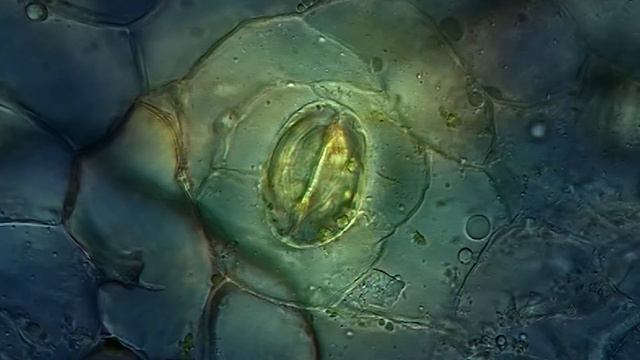 Устьица Stoma смотреть онлайн