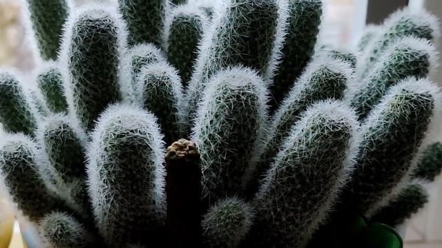 ОБЗОР. ЭКСКУРСИЯ на ЮГО-ВОСТОЧНОМ ПОДОКОННИКЕ. МОИ КОМНАТНЫЕ ЦВЕТЫ, РАСТЕНИЯ ЗИМОЙ. Декабрь 2022 смотреть онлайн