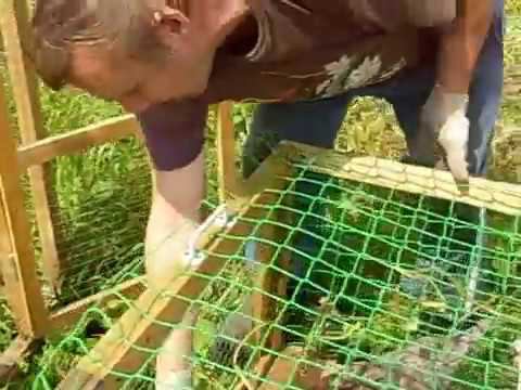 Куриный трактор Июнь, перестановка смотреть онлайн