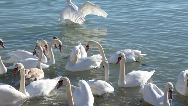 Гуси-лебеди. смотреть онлайн