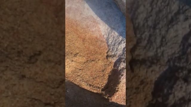 Как я кормлю вечером и чем кормить телят смотреть онлайн