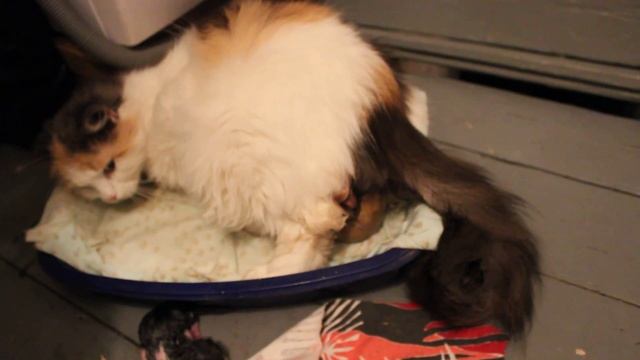 Как кошки рожают или как принимать роды? (As cats give birth or how to deliver a baby?) смотреть онлайн