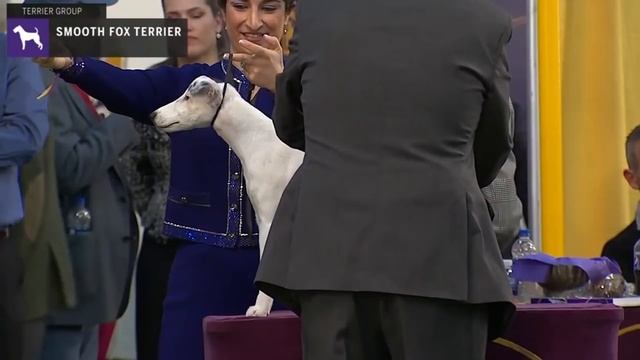 Fox Terriers (Smooth) | Breed Judging 2020 смотреть онлайн