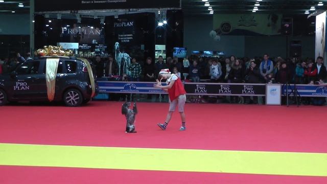 Чемпионат Москвы 2013 по танцам с собаками. смотреть онлайн