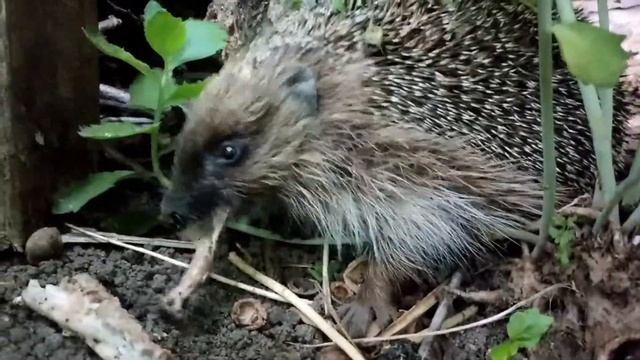 Еж хищник! смотреть онлайн