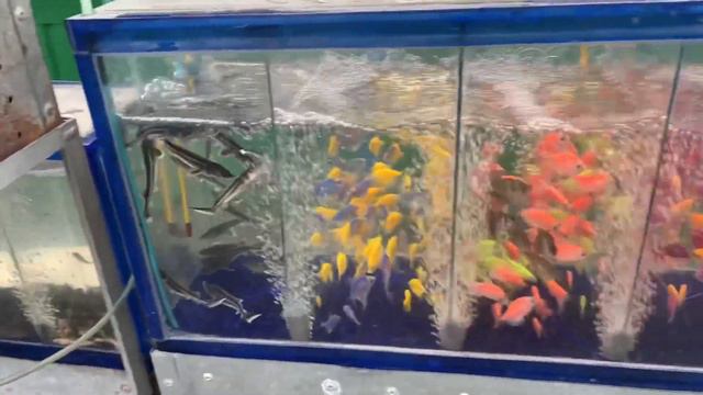 Харьковская птичка! Птичий рынок в Харькове! Пополнил свою коллекцию гидробионтов смотреть онлайн