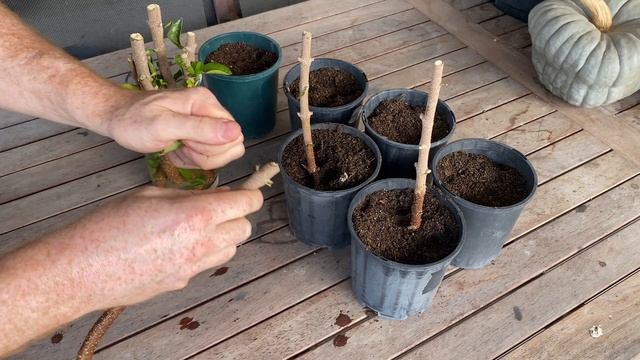 Acerola Cherry (Barbados Cherry) Propagation смотреть онлайн