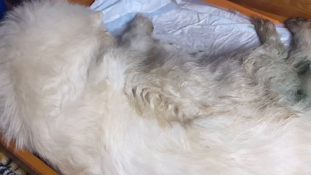 Роды самоедской собаки : сложные, многоплодные смотреть онлайн