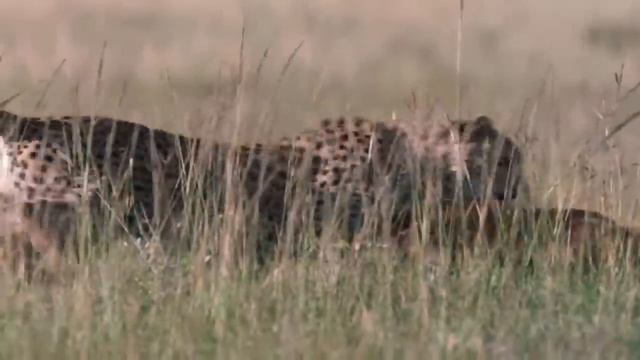 Impala Horns Too Scary! Tiger Ambush Impala And The Unexpected - Buffalo, Warthog Fight Back Tiger смотреть онлайн
