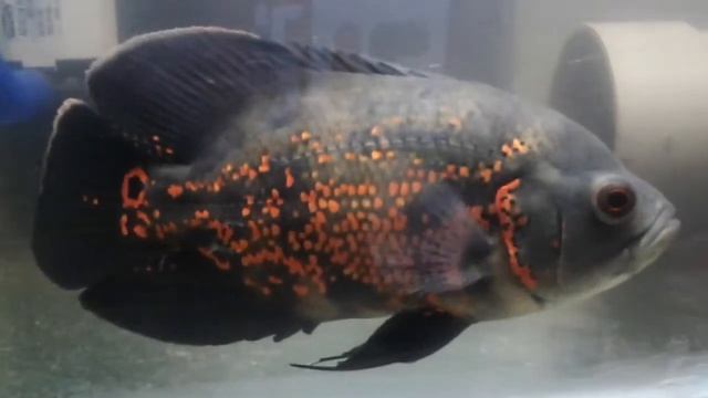 OSCAR RED TIGER BATIK