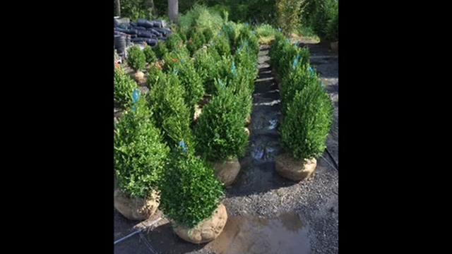 Ilex Aquifolium Variegata смотреть онлайн