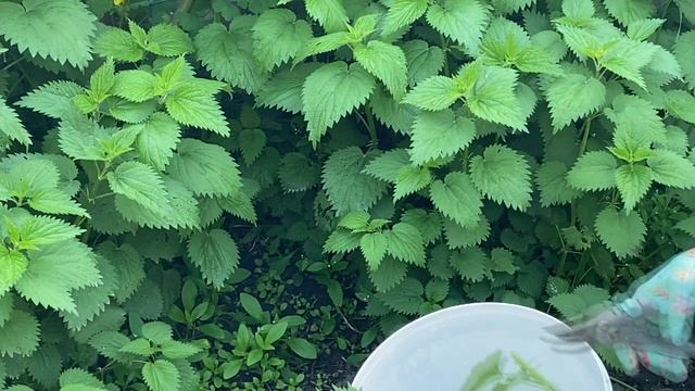 ЧТОБЫ РОЗЫ И КЛЕМАТИСЫ БЫЛИ ЗДОРОВЫ ЛУЧШЕЕ СРЕДСТВО НАСТОЙ ИЗ КРАПИВЫ. КАК ПРИГОТОВИТЬ. смотреть онлайн