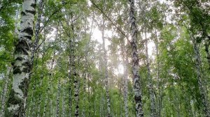 Звуки природы // Шум леса, пение птиц // Релакс ( звуки леса )