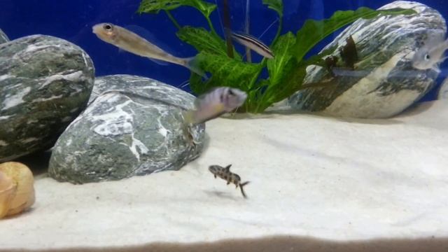 tarło A. leptura смотреть онлайн
