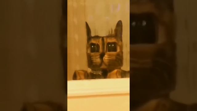мульти кот смотреть онлайн