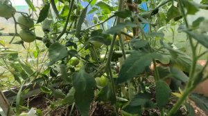 Выращиваем томаты Леопольд в теплице