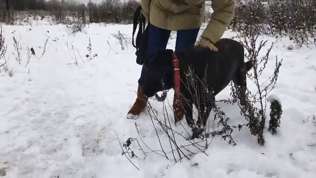 Одесса из Шереметьевского приюта! смотреть онлайн