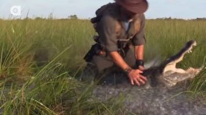 АЛЛИГАТОР НАПАЛ НА МЕНЯ?! / Койот Питерсон на русском