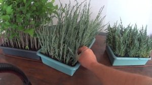 РАЗМНОЖЕНИЕ МОЖЖЕВЕЛЬНИКА СКАЙРОКЕТ (SKYROCKET) - БЛЮ АРРОУ (Blue Arrow) - ЧЕРЕНКОВАНИЕМ (ЧАСТЬ 2).