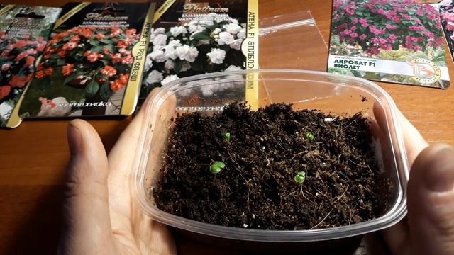 ВСХОДЫ БАЛЬЗАМИНОВ И ИМПАТИЕНСОВ ? смотреть онлайн