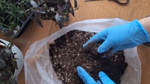 Черная (gibasis jose puig) традесканция.