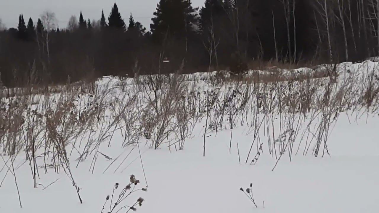 Ловля щеглов. 27.02.2022 год. смотреть онлайн