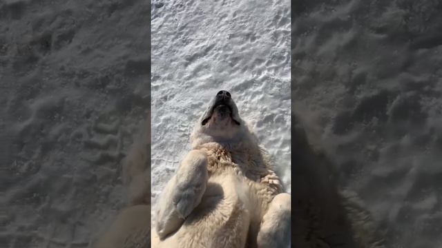 Я на солнышке лежу 🥰🌞🐶