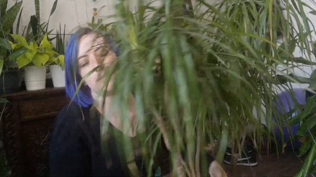 How to care for Dracaena ~ Dragon Tree | CARE GUIDE смотреть онлайн