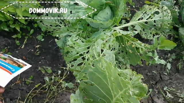 Как избавиться от вредителей капусты без химии смотреть онлайн