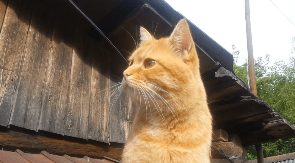 Мишка. Часть 4 смотреть онлайн