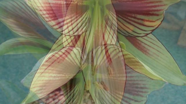 Amaryllis Papilio