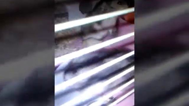 Ужин моих животных)😄 смотреть онлайн