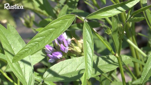Des Plantes Aux Odeurs Désagréables Ou Insolites