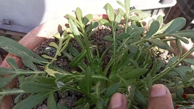 Gazania Flower Blooming with Complete Care | Grow Gazania Flowers | HSM GARDEN смотреть онлайн