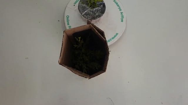Limon Servi Fidanı (Cupressus Macrocarpa Goldcrest) смотреть онлайн