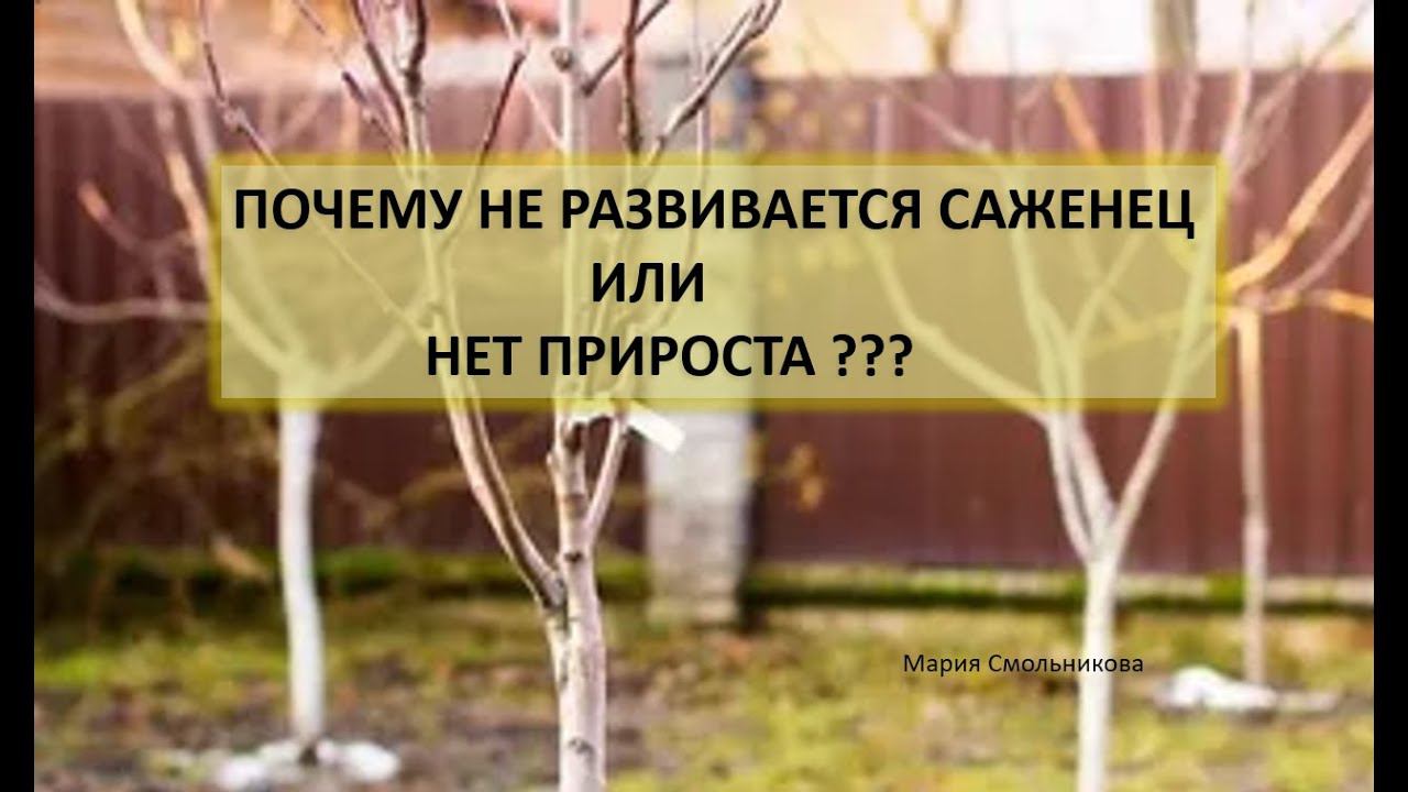 Почему не развивается саженец или нет прироста ??? смотреть онлайн