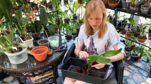 ОРХИДЕЯ КАТТЛЕЯ! Пересадка из кокоса