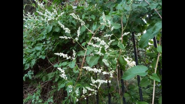 ГОРЕЦ (POLYGONUM) сем. Гречишные смотреть онлайн