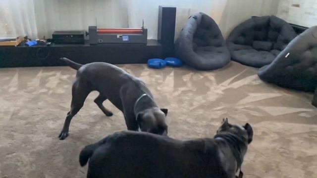 Трой и Талисман 😈😈#tttt #canecorsoitaliano #канекорсо #canecorso #