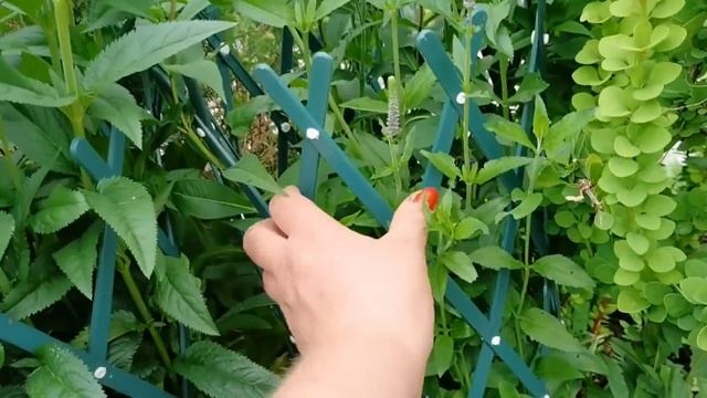 Горшечный садик, подставки и макраме- вкусные изюминки моего сада смотреть онлайн