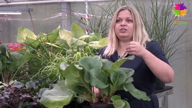 Мастер-класс "Сочетание цветов в садовых цветниках". Питомник “Экотон” смотреть онлайн