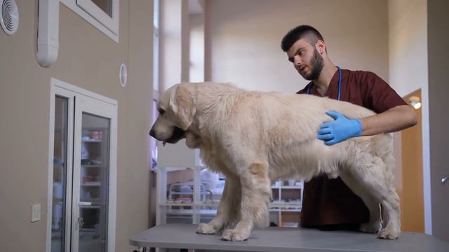 12 Things Golden Retrievers Hate That Humans Do смотреть онлайн