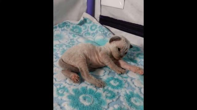 Девон-рекс смотреть онлайн