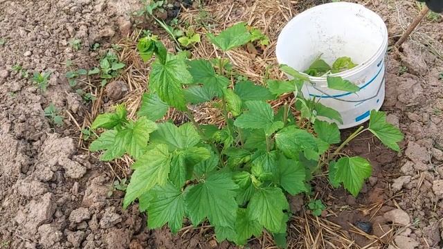 486. СМОРОДИНА МОЛОДАЯ=СКРУЧИВАЮТСЯ ЛИСТОЧКИ=ИЮНЬ смотреть онлайн