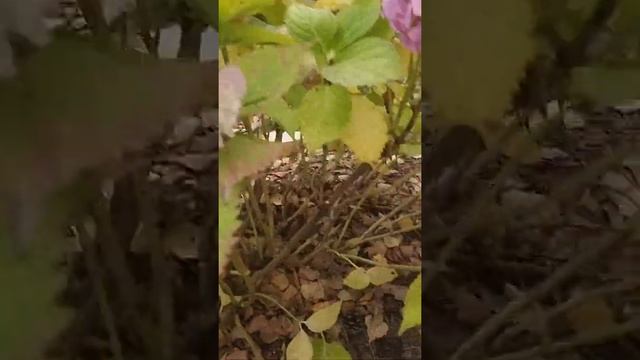 Укрытие крупнолистной гортензии на зиму смотреть онлайн