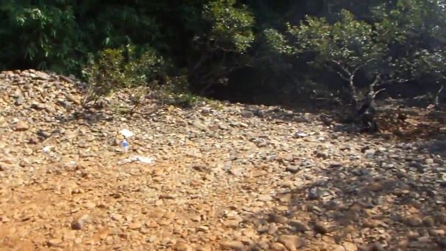 Туристы кормят обезьян печеньем в джунглях Индии смотреть онлайн