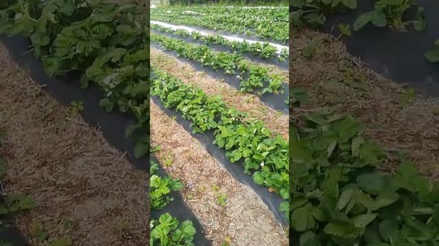 Наша земляника садовая. Сорта Альба, Азия, Флоренс. смотреть онлайн