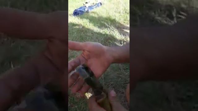 Крючок в пальце, ерунда!!! смотреть онлайн