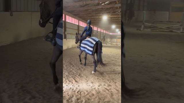 Hate this edit but wtv on ft with @dahorsegirl50 and @LX.horseyspam #equestrian #horse #fypシ смотреть онлайн